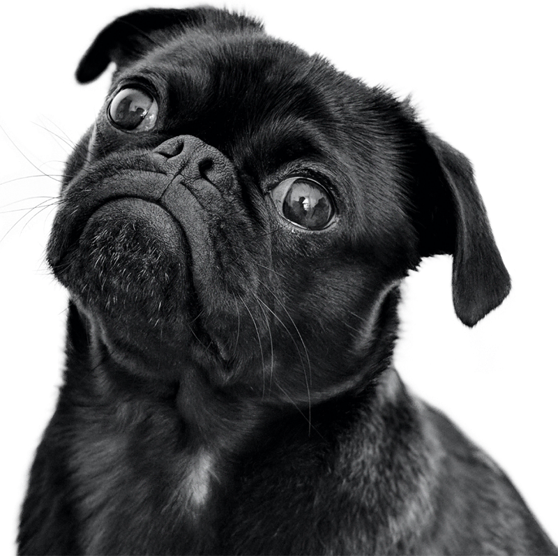 Home Newsletter Dog Optimized