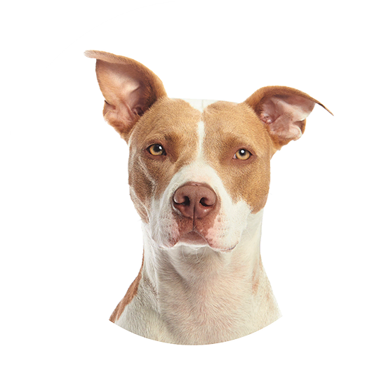 Home Hero Home Dog Image 4 Optimized