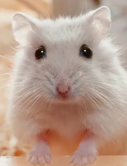 hamster1