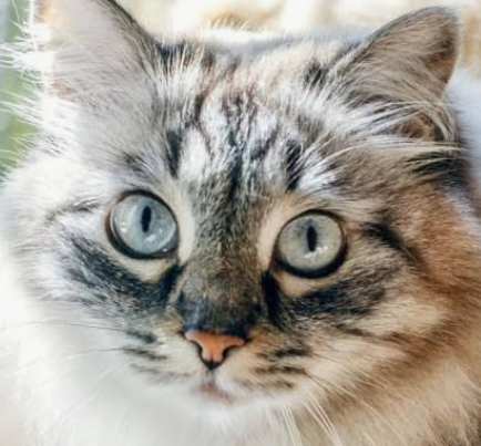 kucing