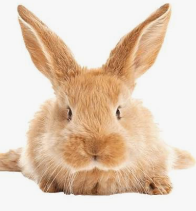 rabbit 1